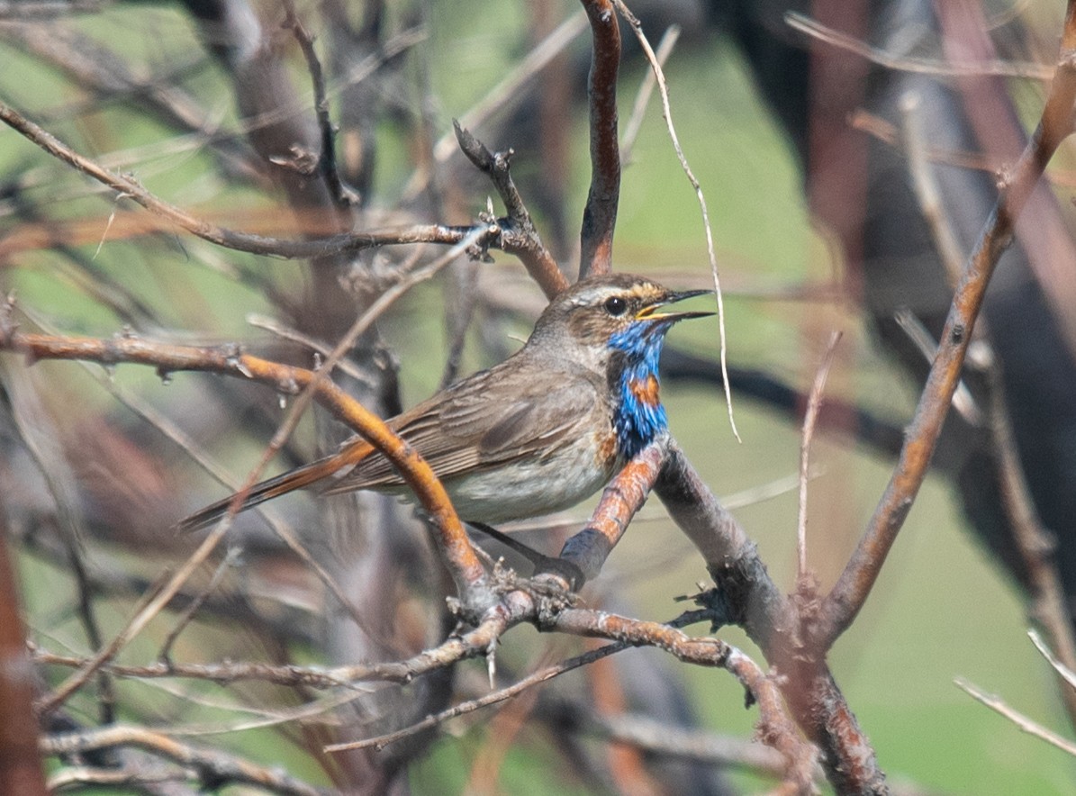 Bluethroat (Red-spotted) - ML620388180