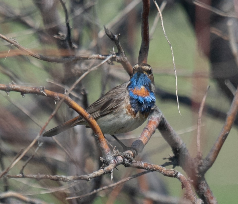 Bluethroat (Red-spotted) - Clive Harris