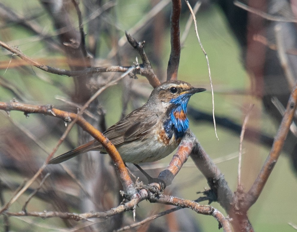 Bluethroat (Red-spotted) - ML620388182