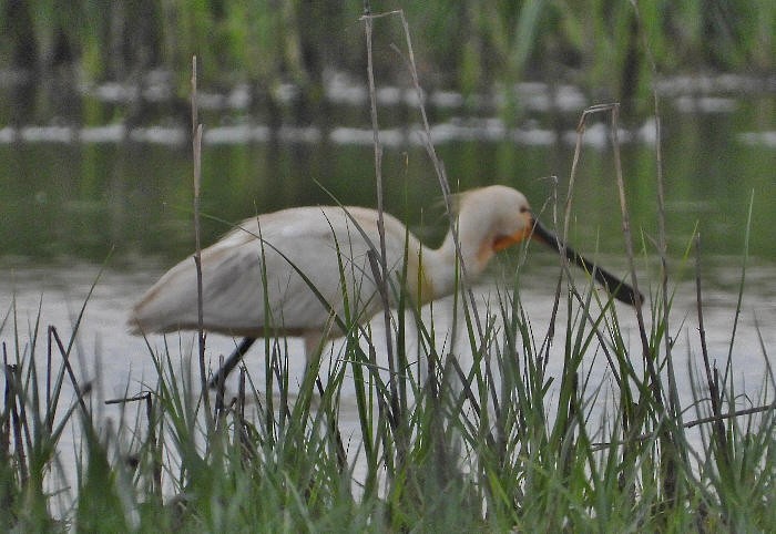 Eurasian Spoonbill - ML620388185