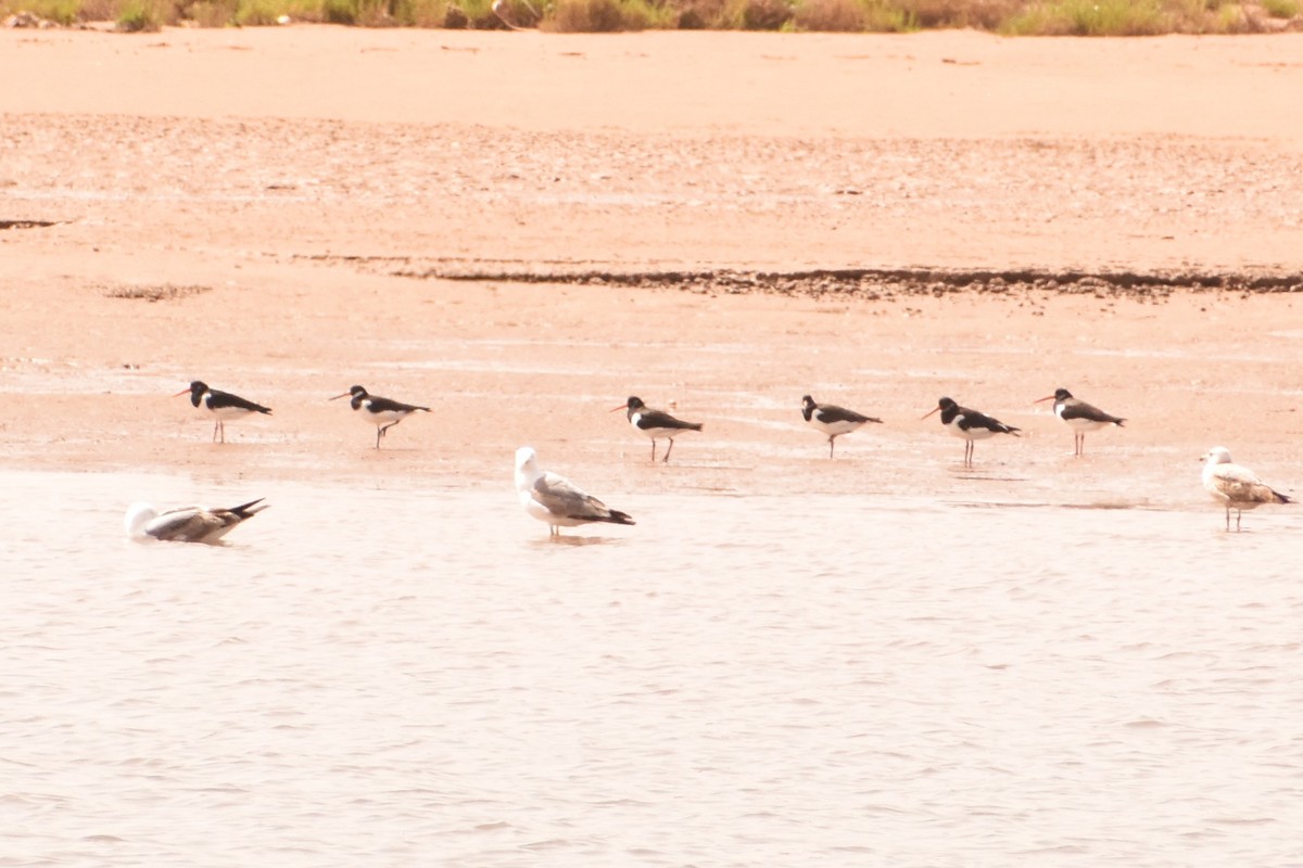 Eurasian Oystercatcher - ML620388190