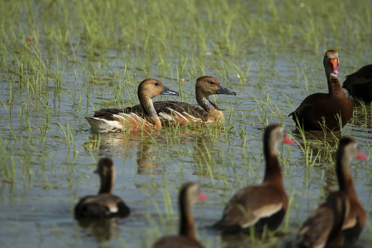 Fulvous Whistling-Duck - ML620388191