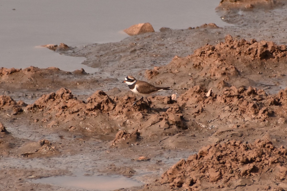 Common Ringed Plover - ML620388205