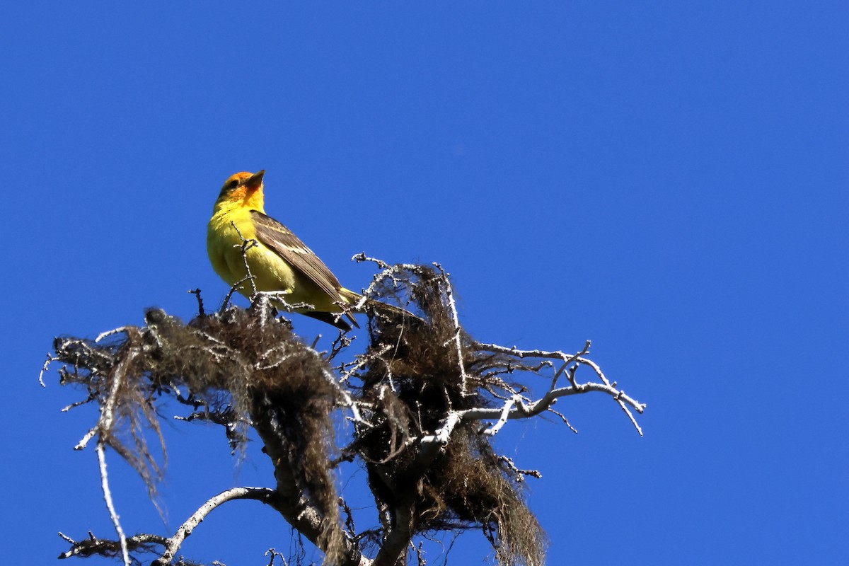 Western Tanager - ML620388206