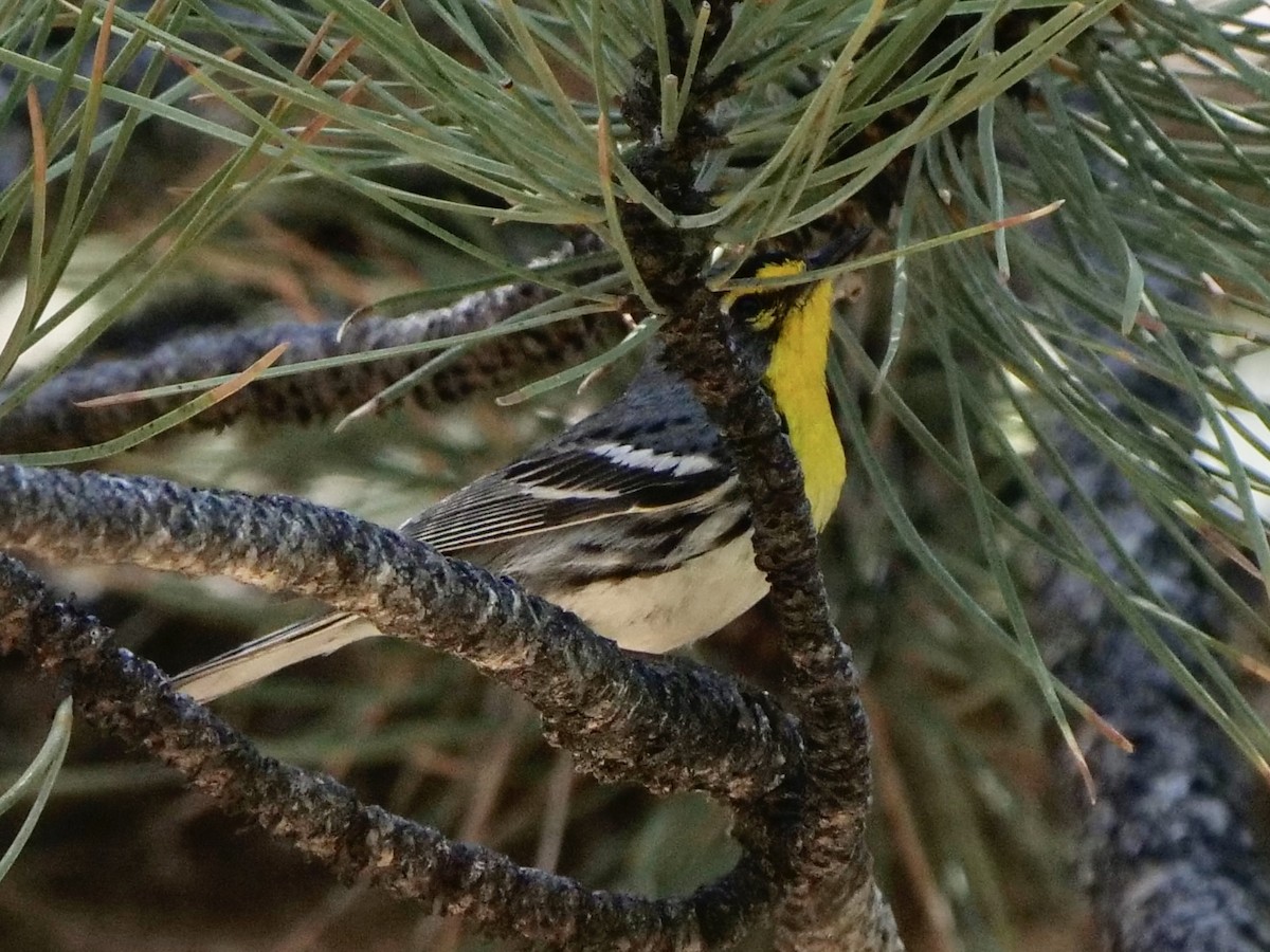 Grace's Warbler - ML620388210