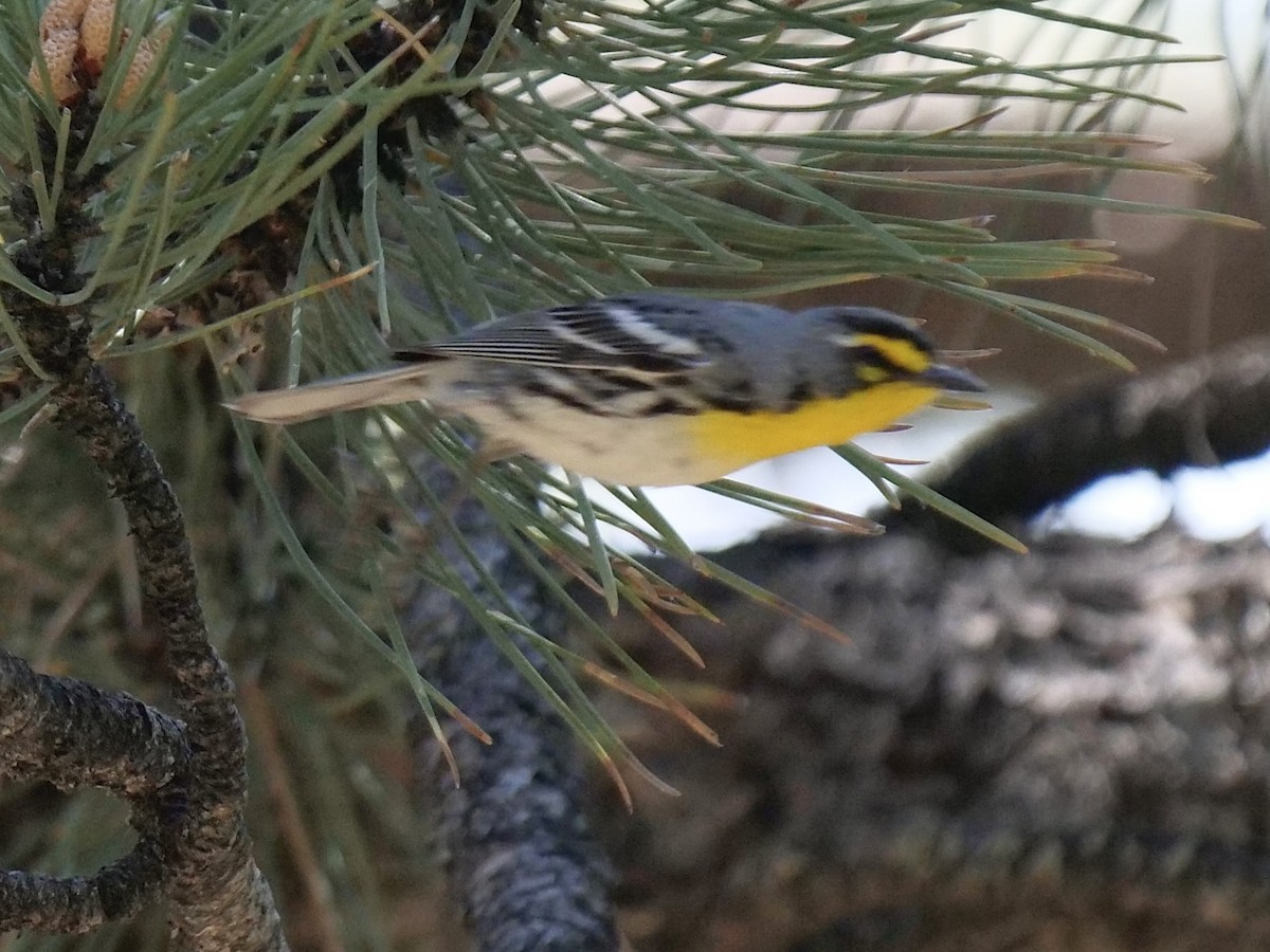 Grace's Warbler - Karen Coupland