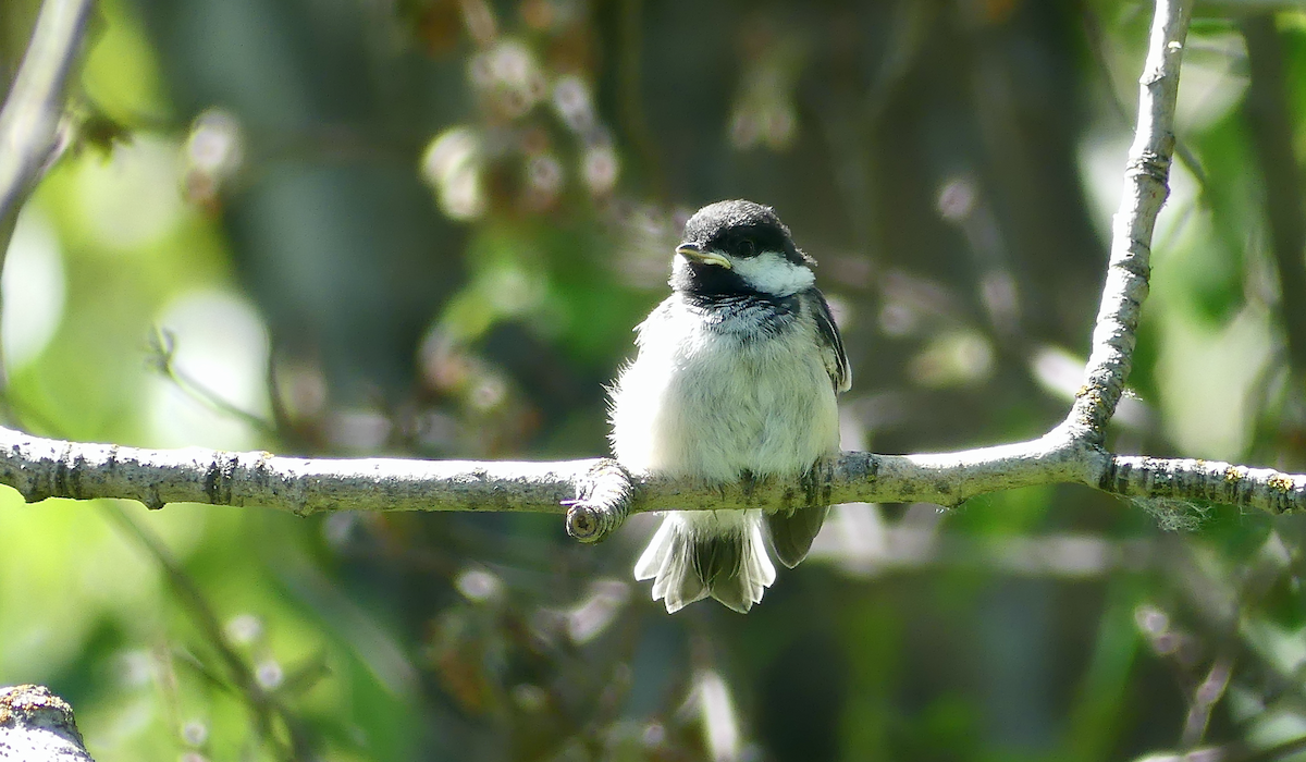 Black-capped Chickadee - ML620388220