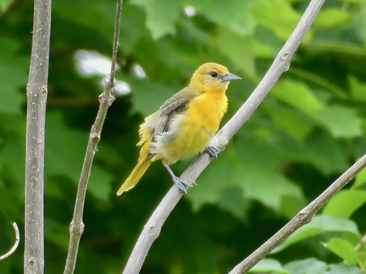 Orchard Oriole - ML620388243