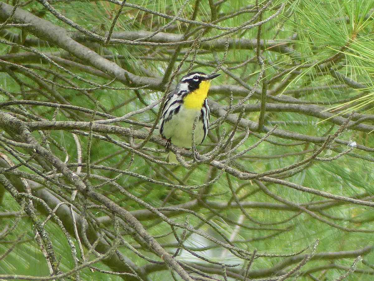 Yellow-throated Warbler - ML620388256