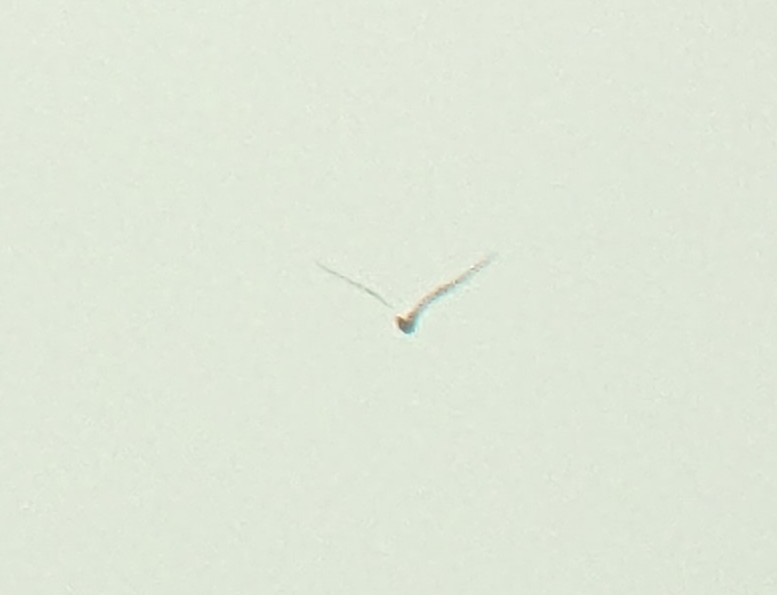 Gull-billed Tern - ML620388270