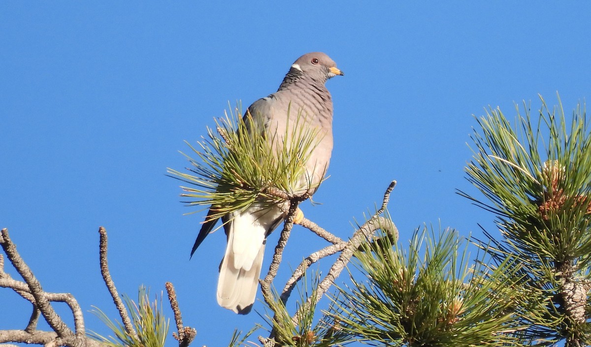 Band-tailed Pigeon - ML620388271