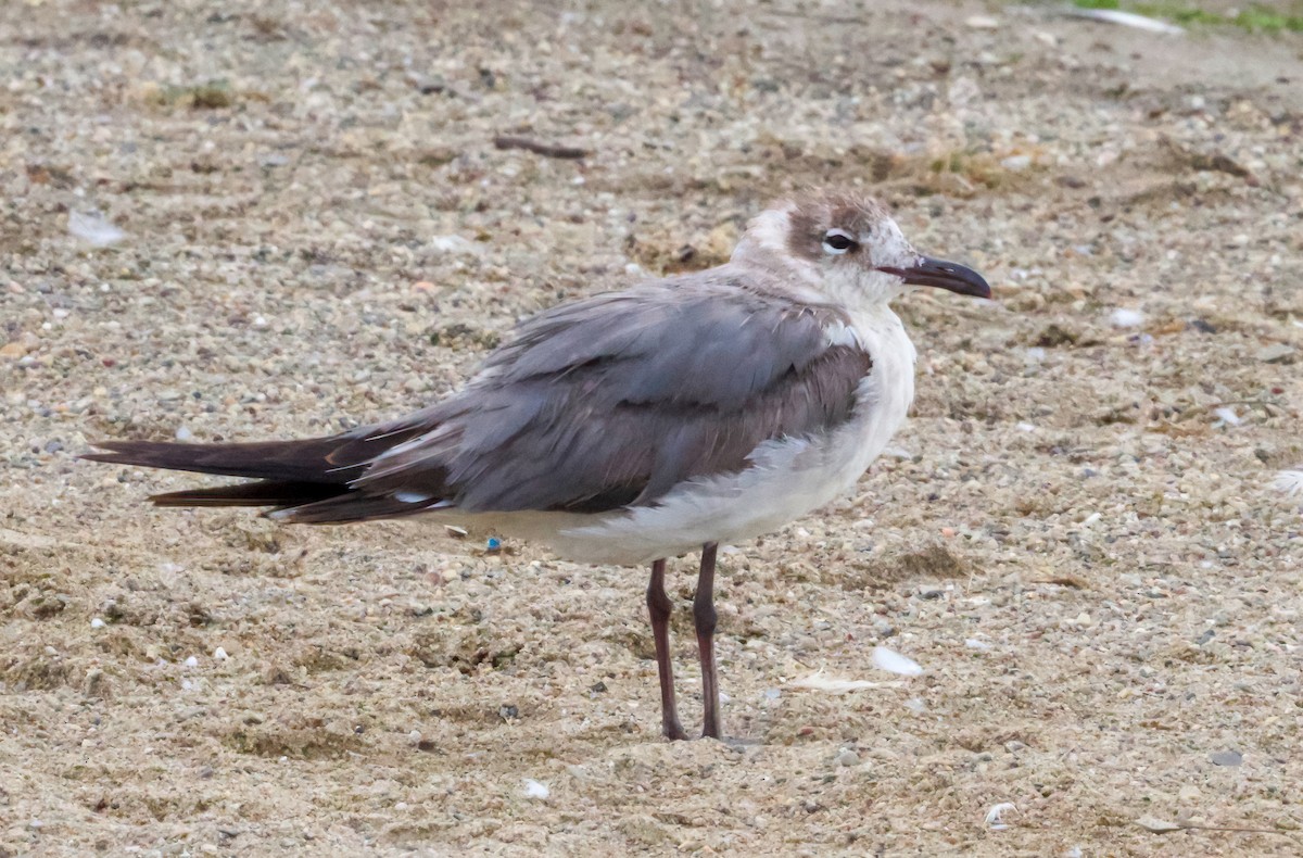 Laughing Gull - ML620388276