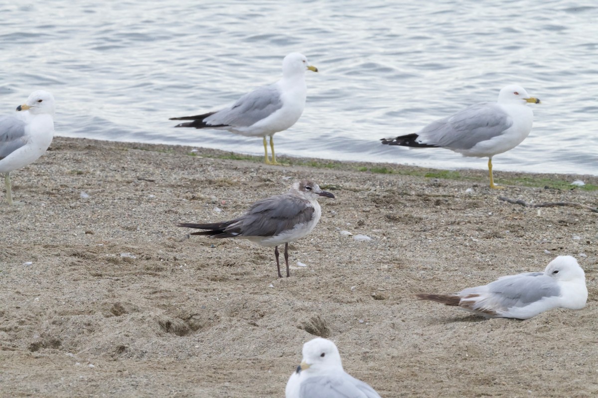 Laughing Gull - ML620388282