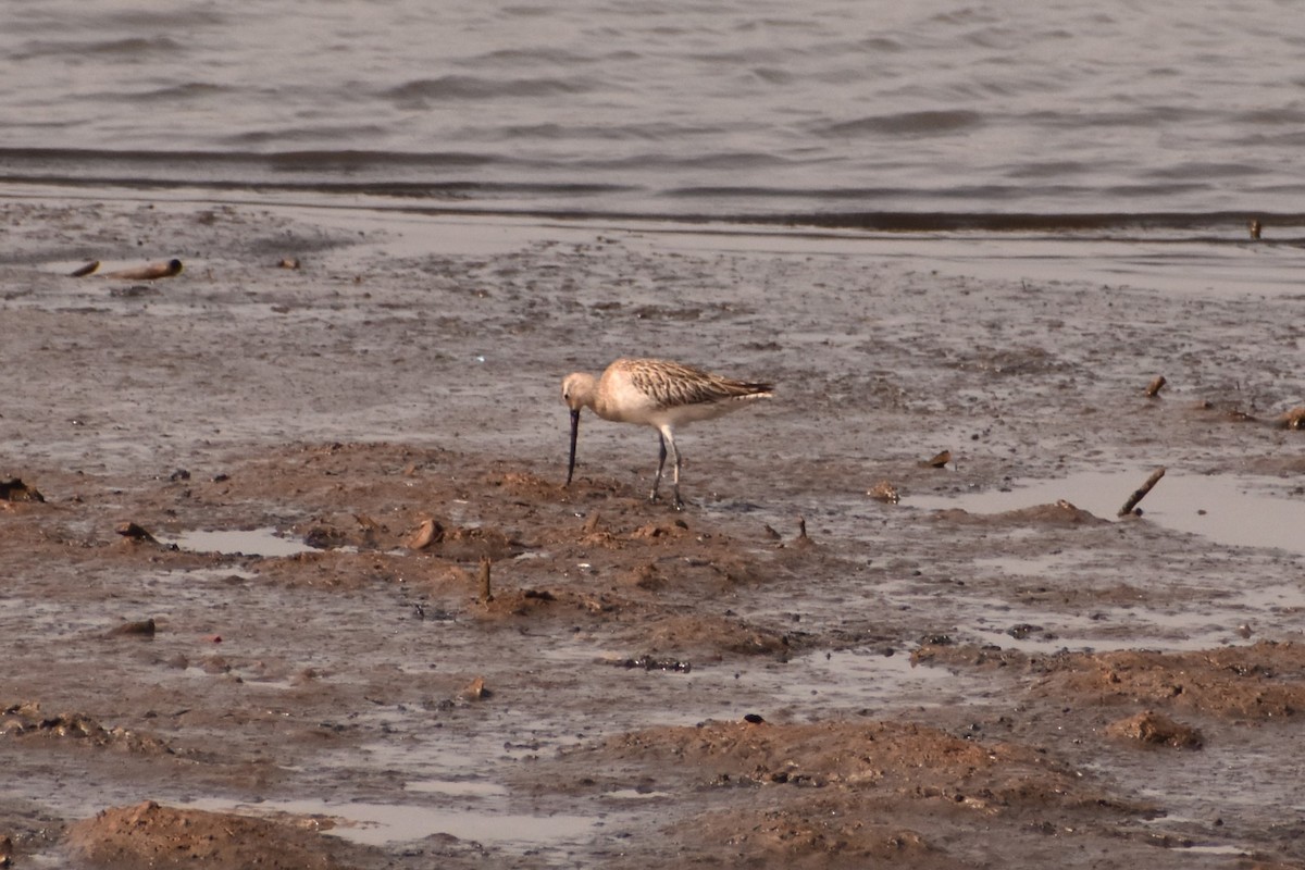 Bar-tailed Godwit - ML620388284