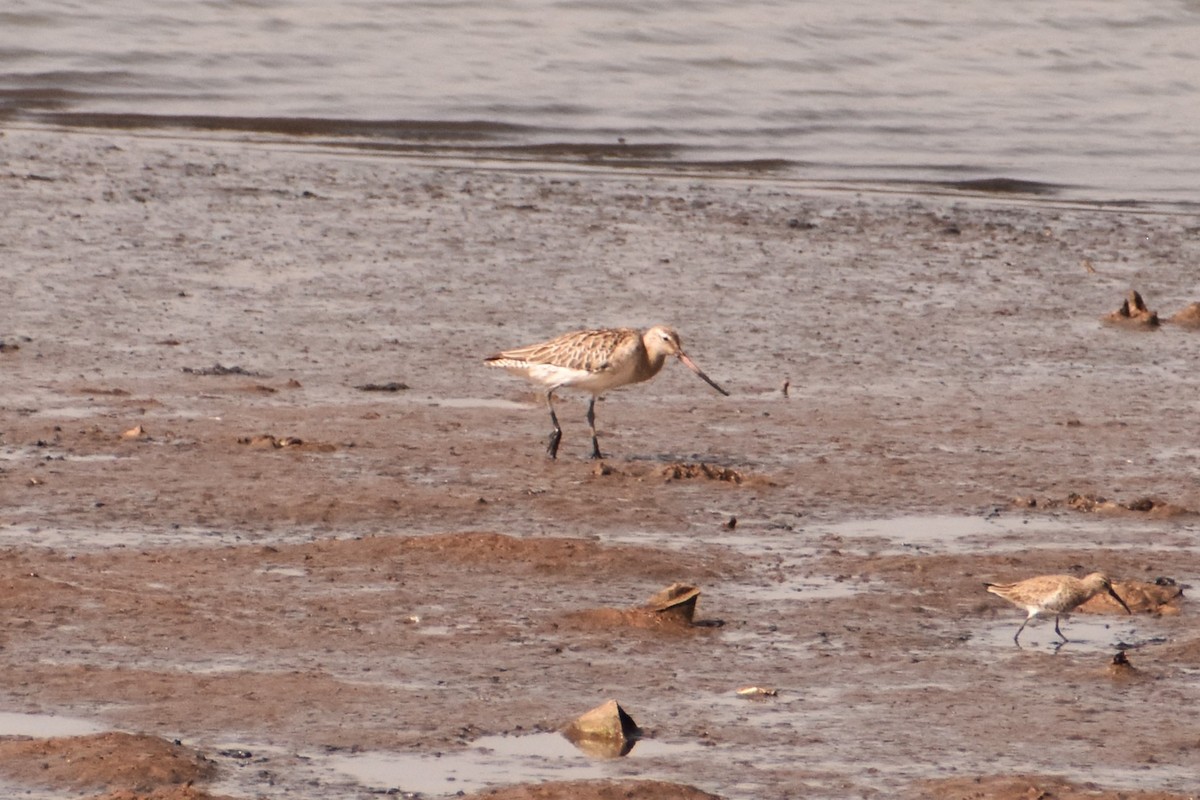 Bar-tailed Godwit - ML620388293