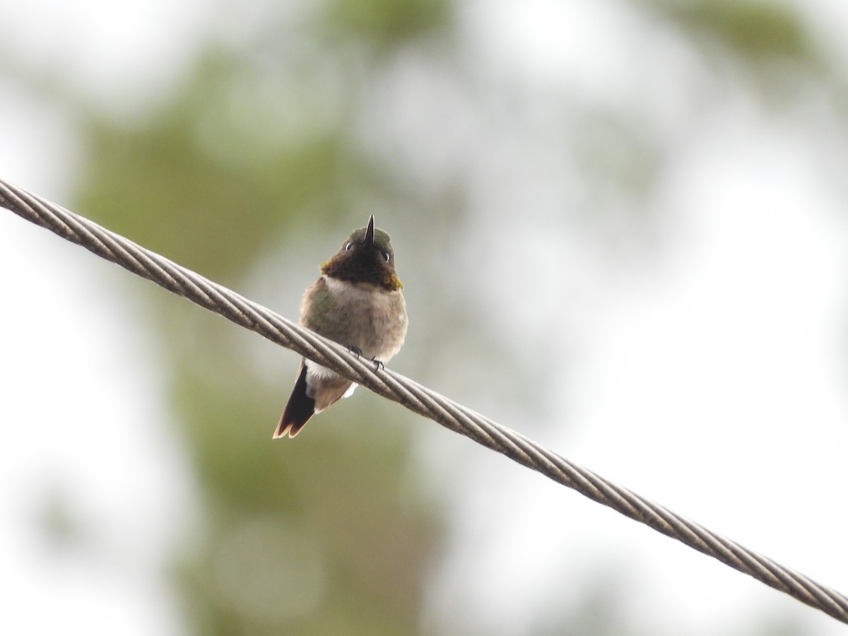Ruby-throated Hummingbird - ML620388296