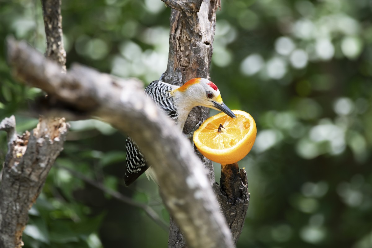 Golden-fronted Woodpecker - ML620388310