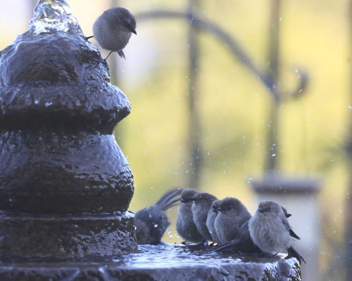 Bushtit - ML620388315