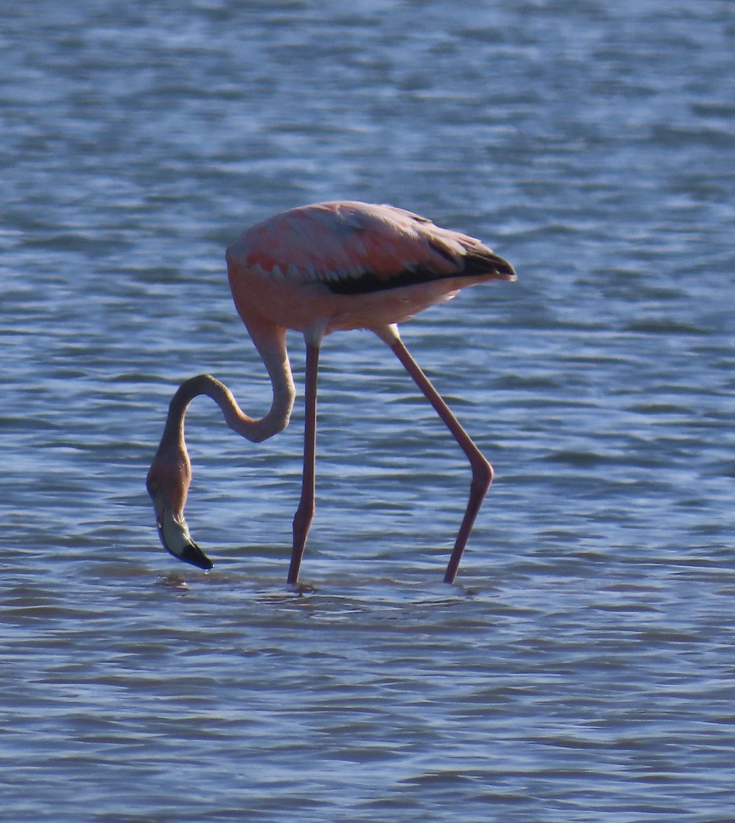 Flamant des Caraïbes - ML620388332