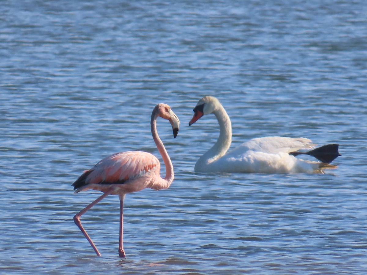 Amerika Flamingosu - ML620388335