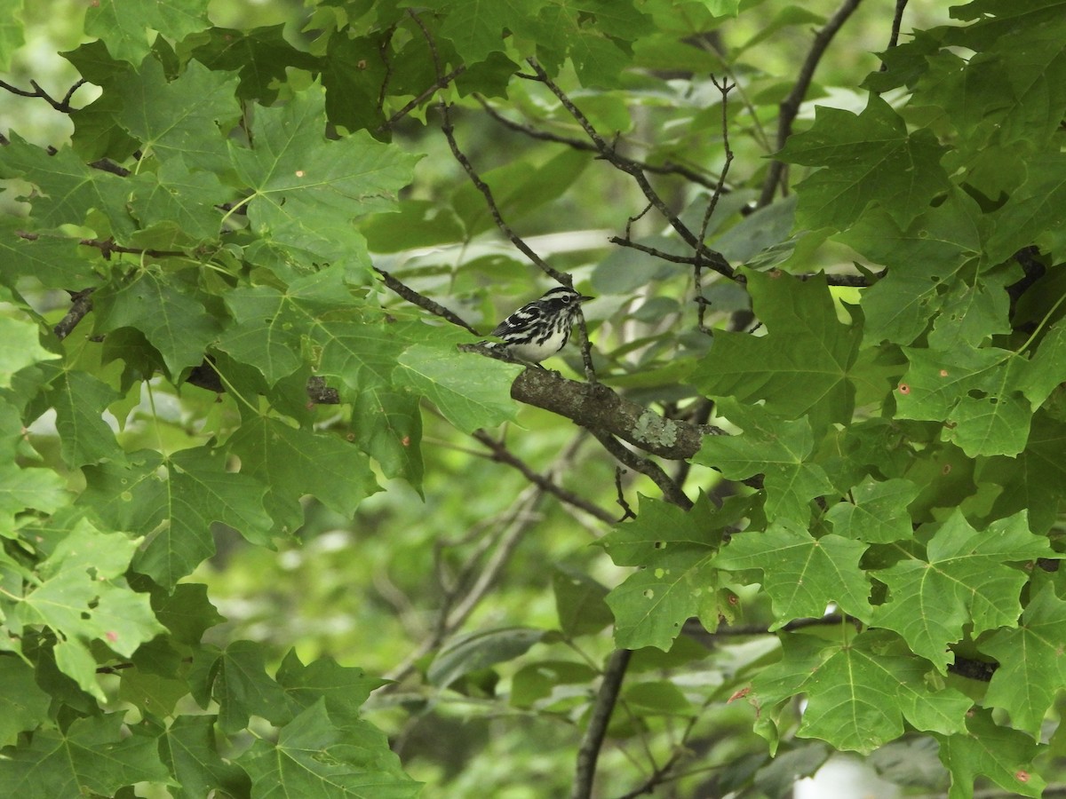 Black-and-white Warbler - ML620388341
