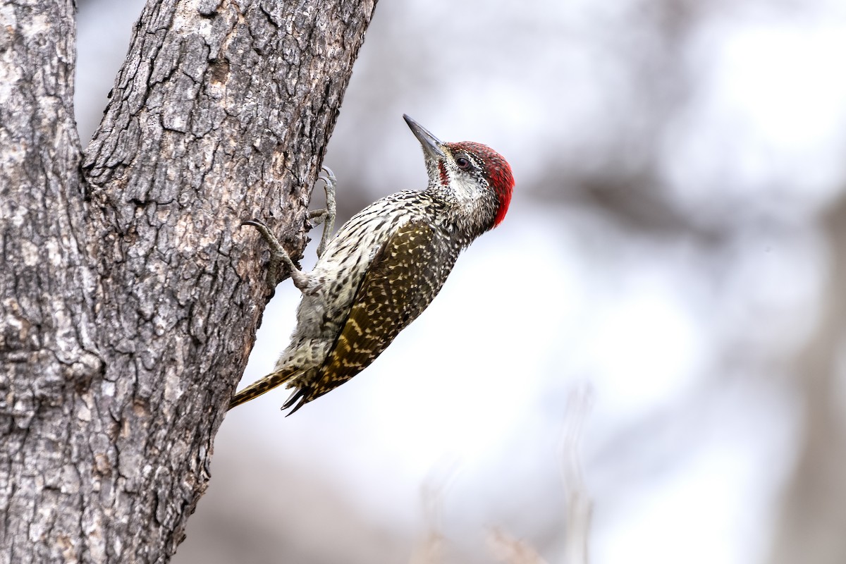 Golden-tailed Woodpecker - ML620388342