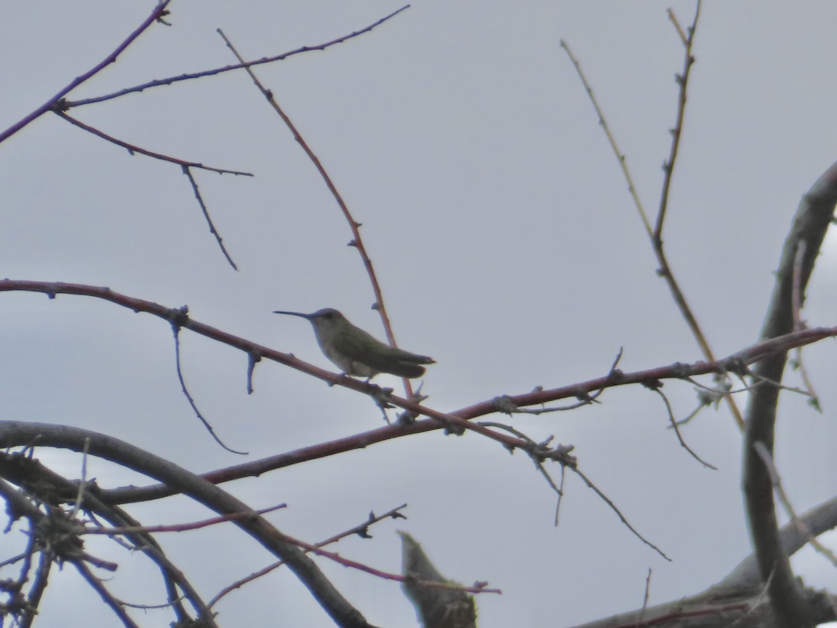 Black-chinned Hummingbird - ML620388343