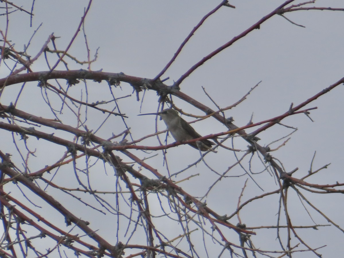 Black-chinned Hummingbird - ML620388345