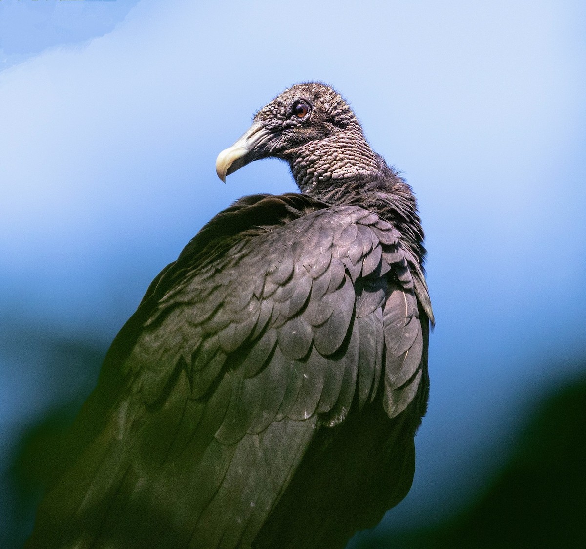 Black Vulture - ML620388367