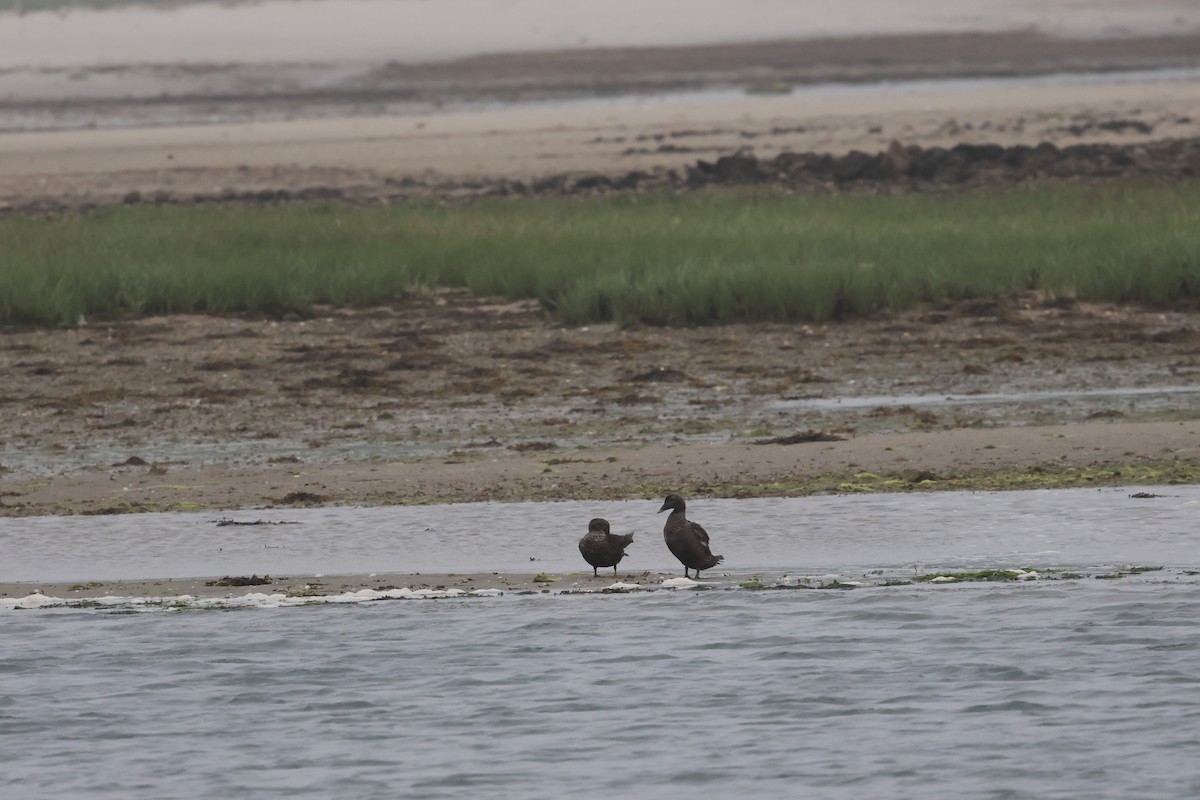 Common Eider - ML620388369