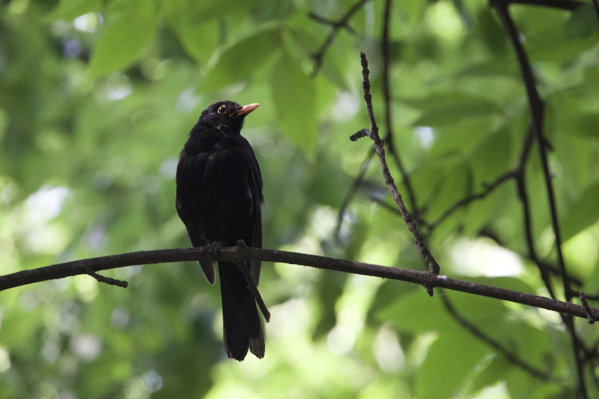 Eurasian Blackbird - ML620388375
