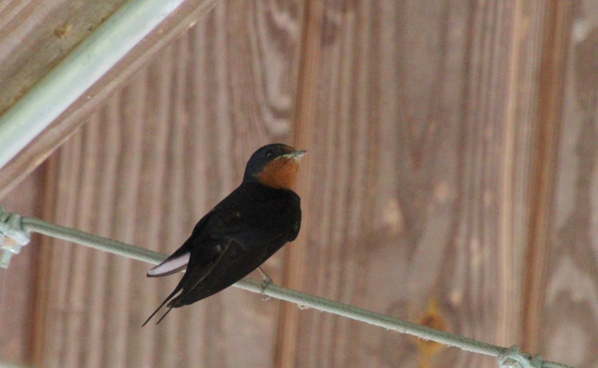 Barn Swallow - ML620388377