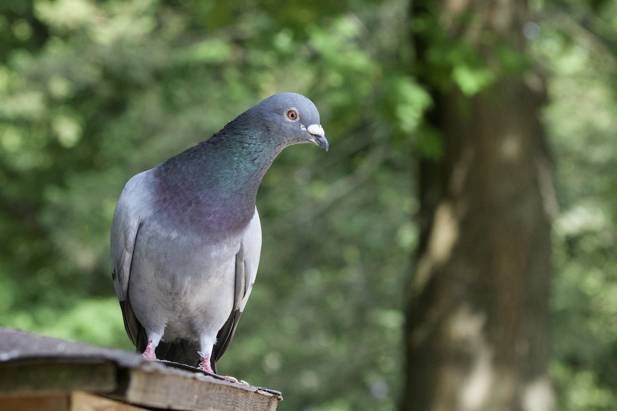 Pigeon biset (forme domestique) - ML620388380