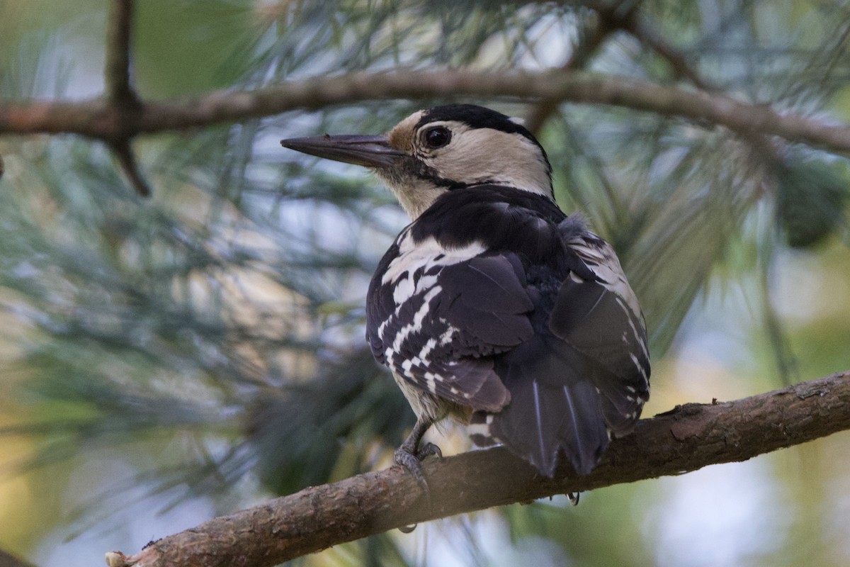 Syrian Woodpecker - ML620388383