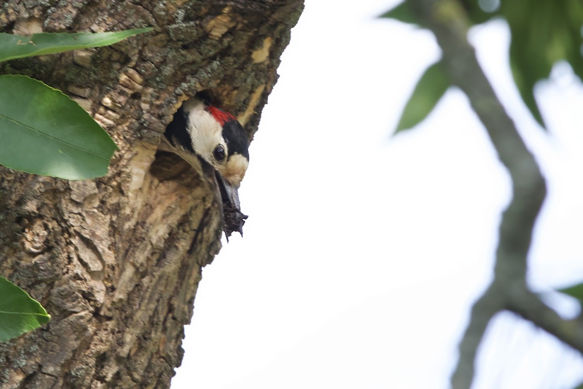 Syrian Woodpecker - ML620388384