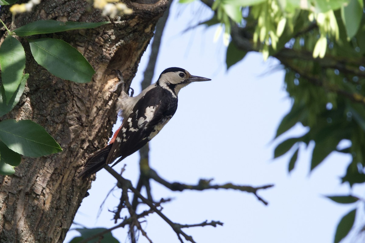 Syrian Woodpecker - ML620388385