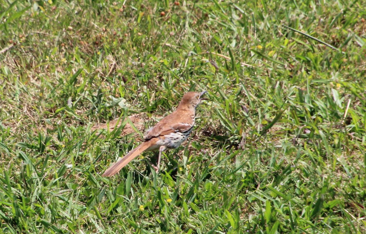 Brown Thrasher - ML620388389