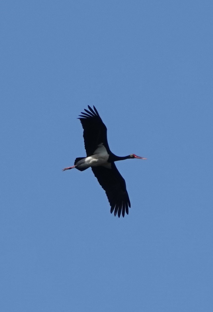 Black Stork - ML620388401