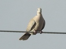 Eurasian Collared-Dove - ML620388404