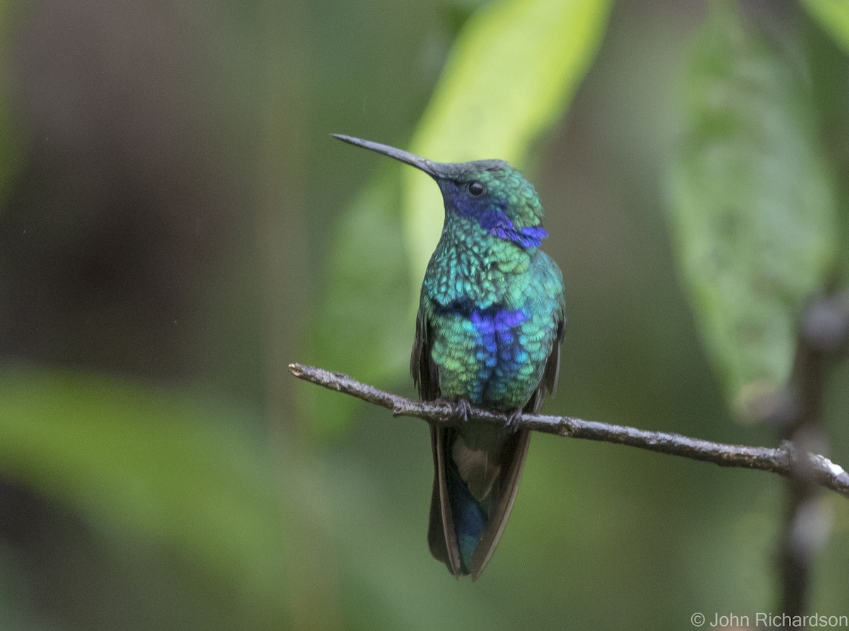 kolibřík modrolící - ML620388405