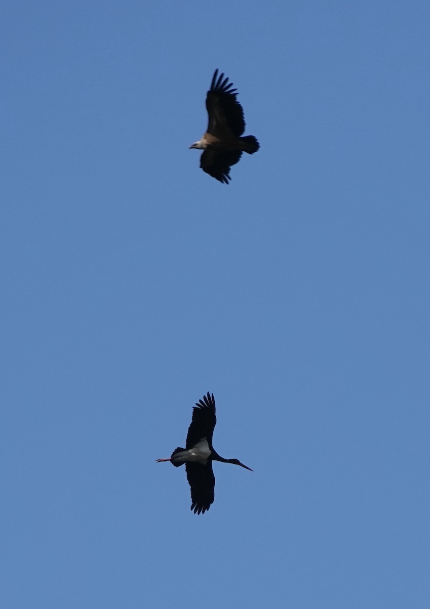 Black Stork - ML620388407