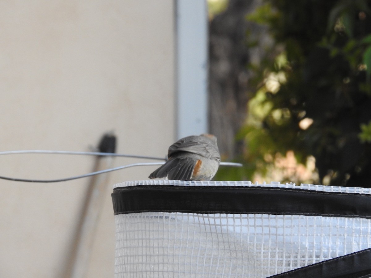 Canyon Towhee - ML620388413