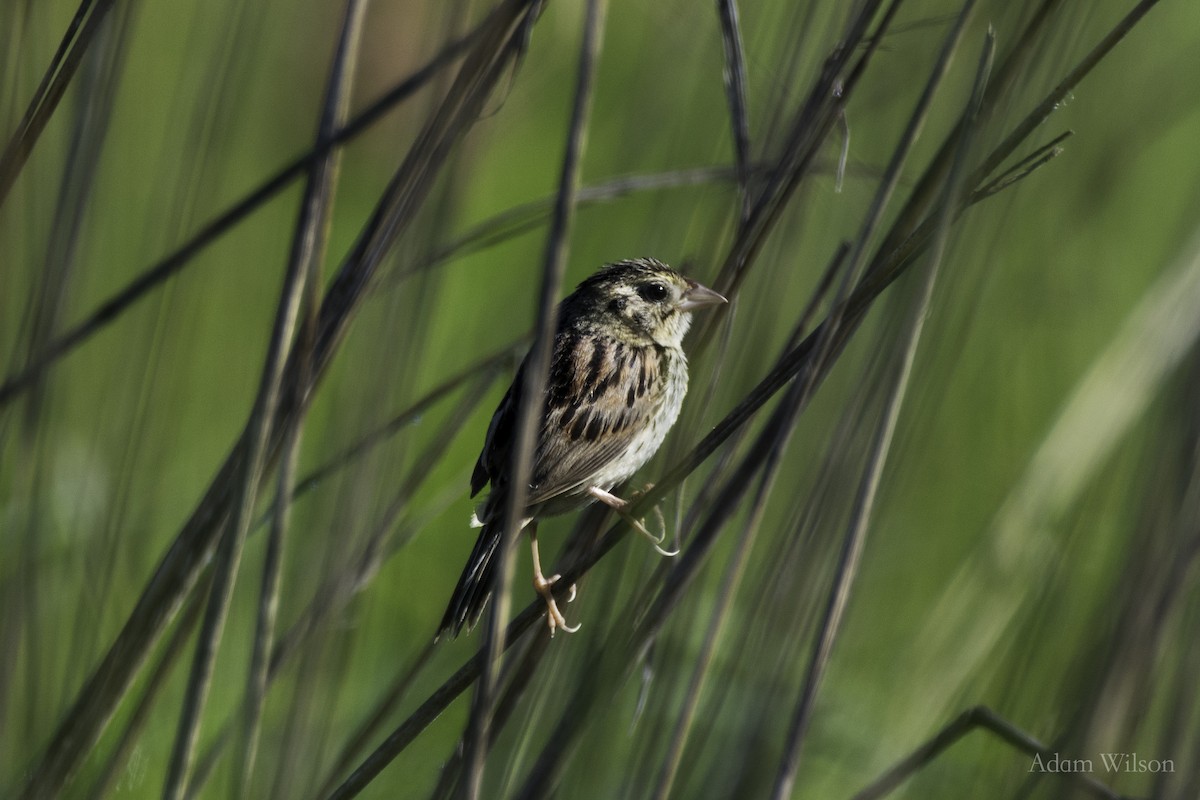 Grasshopper Sparrow - ML620388414