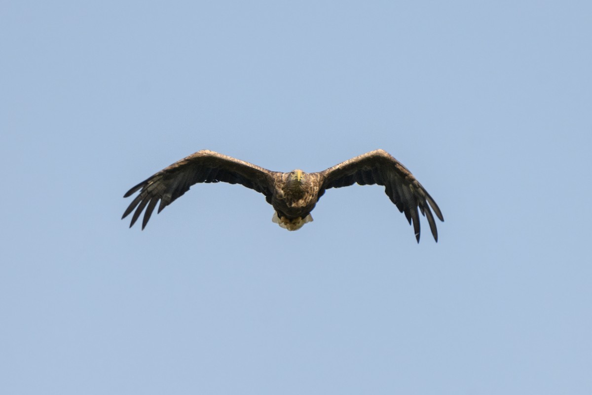 White-tailed Eagle - ML620388416