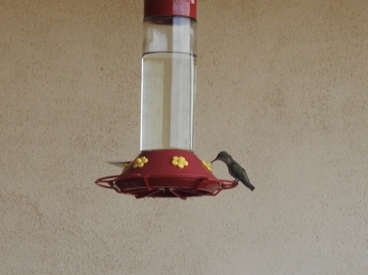 Black-chinned Hummingbird - ML620388421