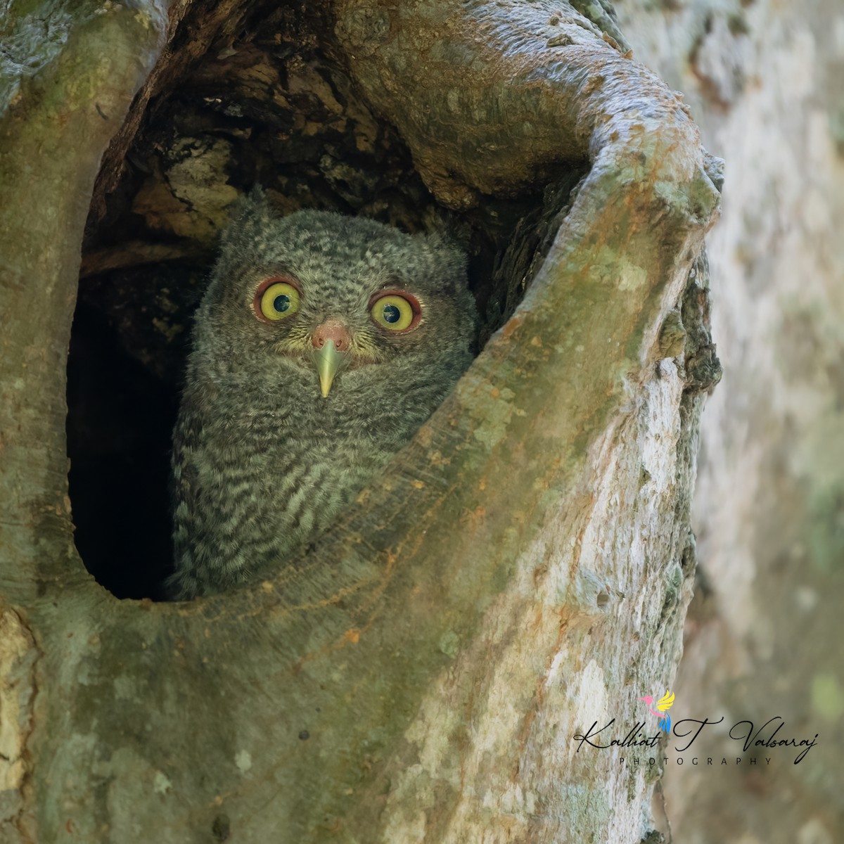 Eastern Screech-Owl - ML620388422