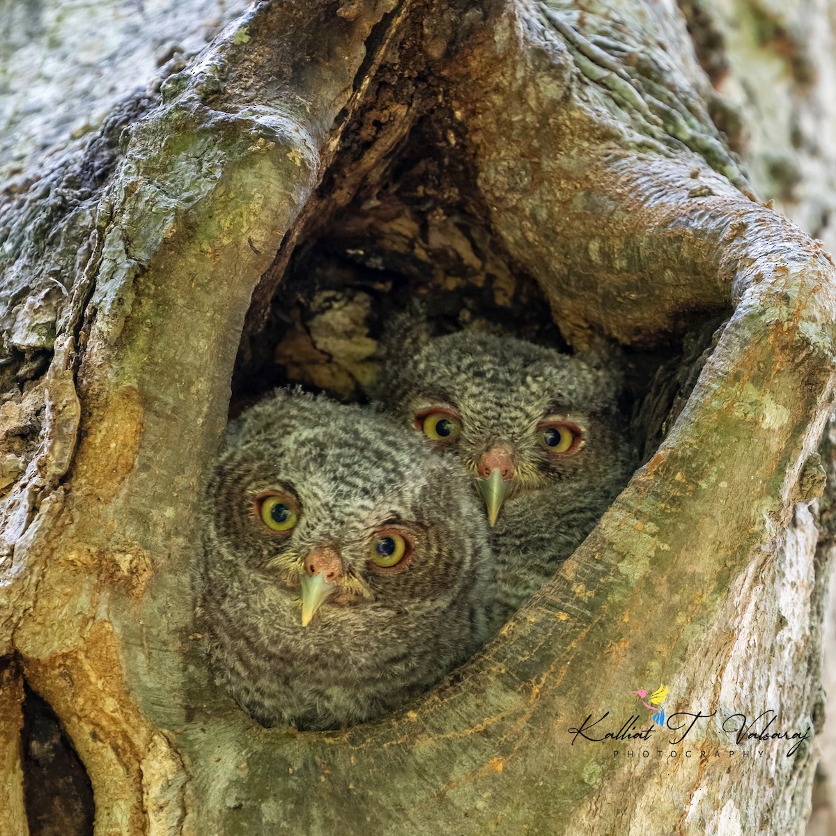 Eastern Screech-Owl - Kalliat Valsaraj