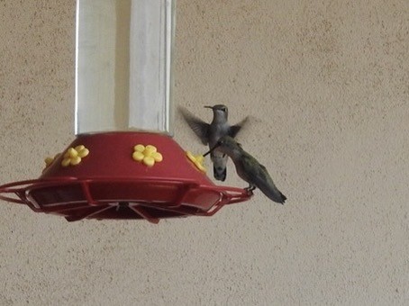 Black-chinned Hummingbird - ML620388426