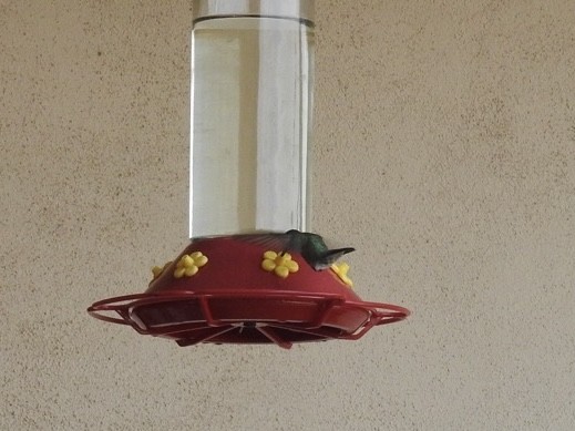 Black-chinned Hummingbird - ML620388428