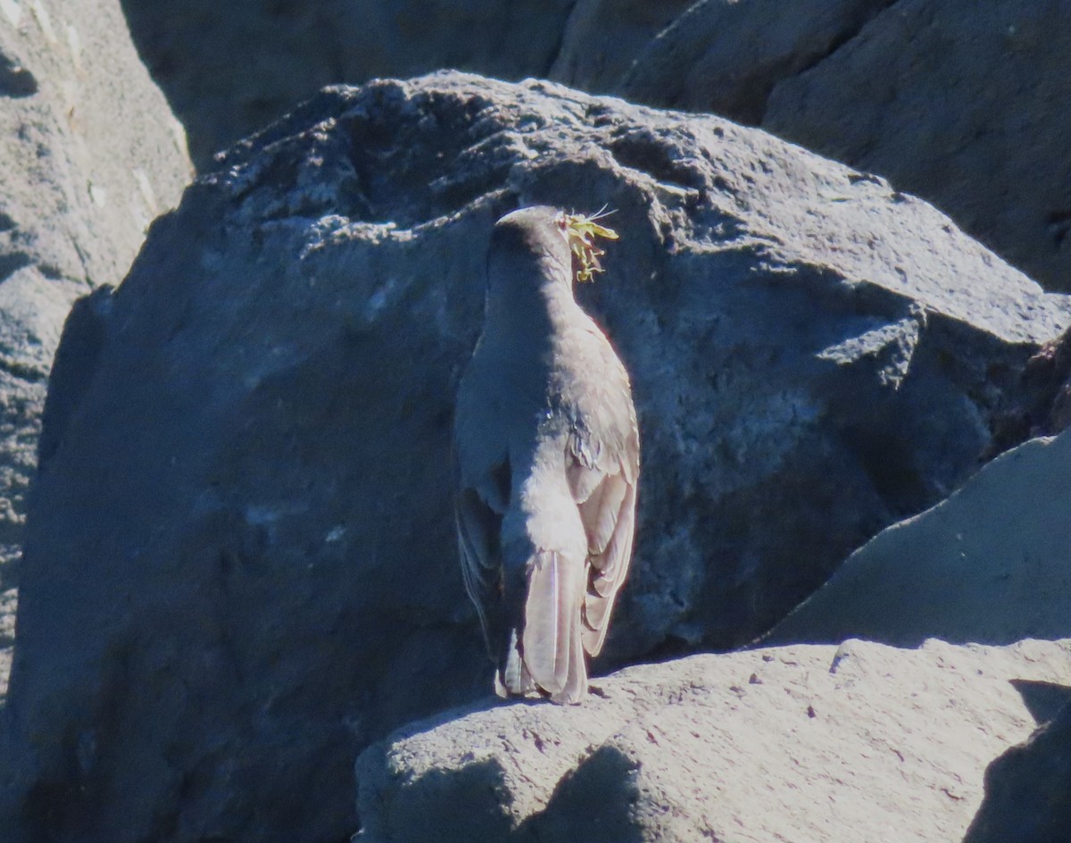 American Robin - ML620388430